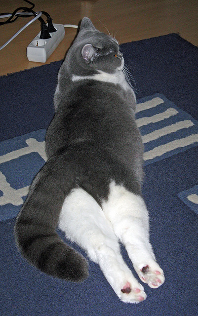 开云体育官网登入-男子自游泳突破个人极限，男子自由泳比赛