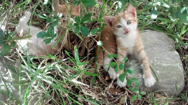 职业球员技术与转型路径未形成梯队标准，职业球员的素养