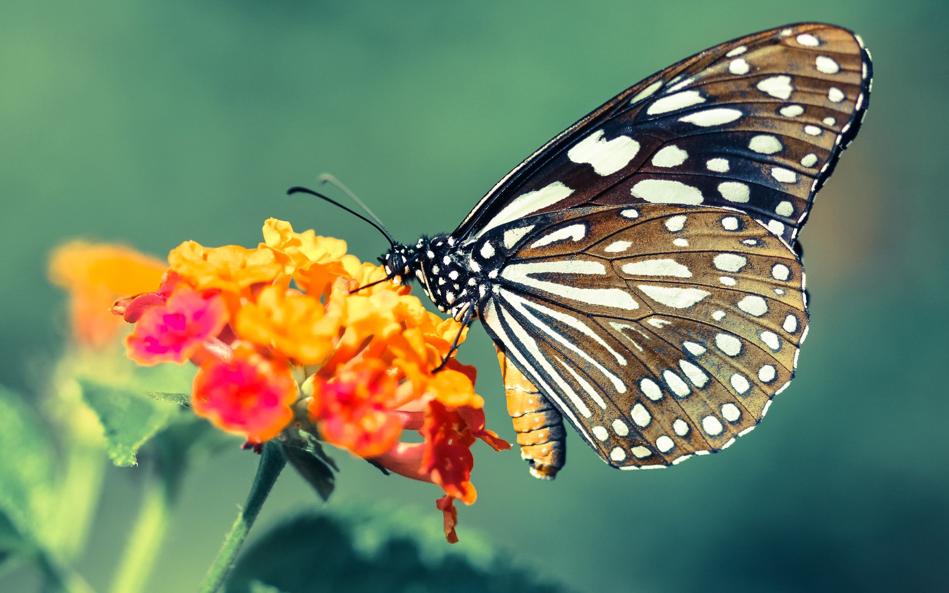 开云体育登录-勇士前锋与球迷合影耐心十足获称赞，勇士的前锋