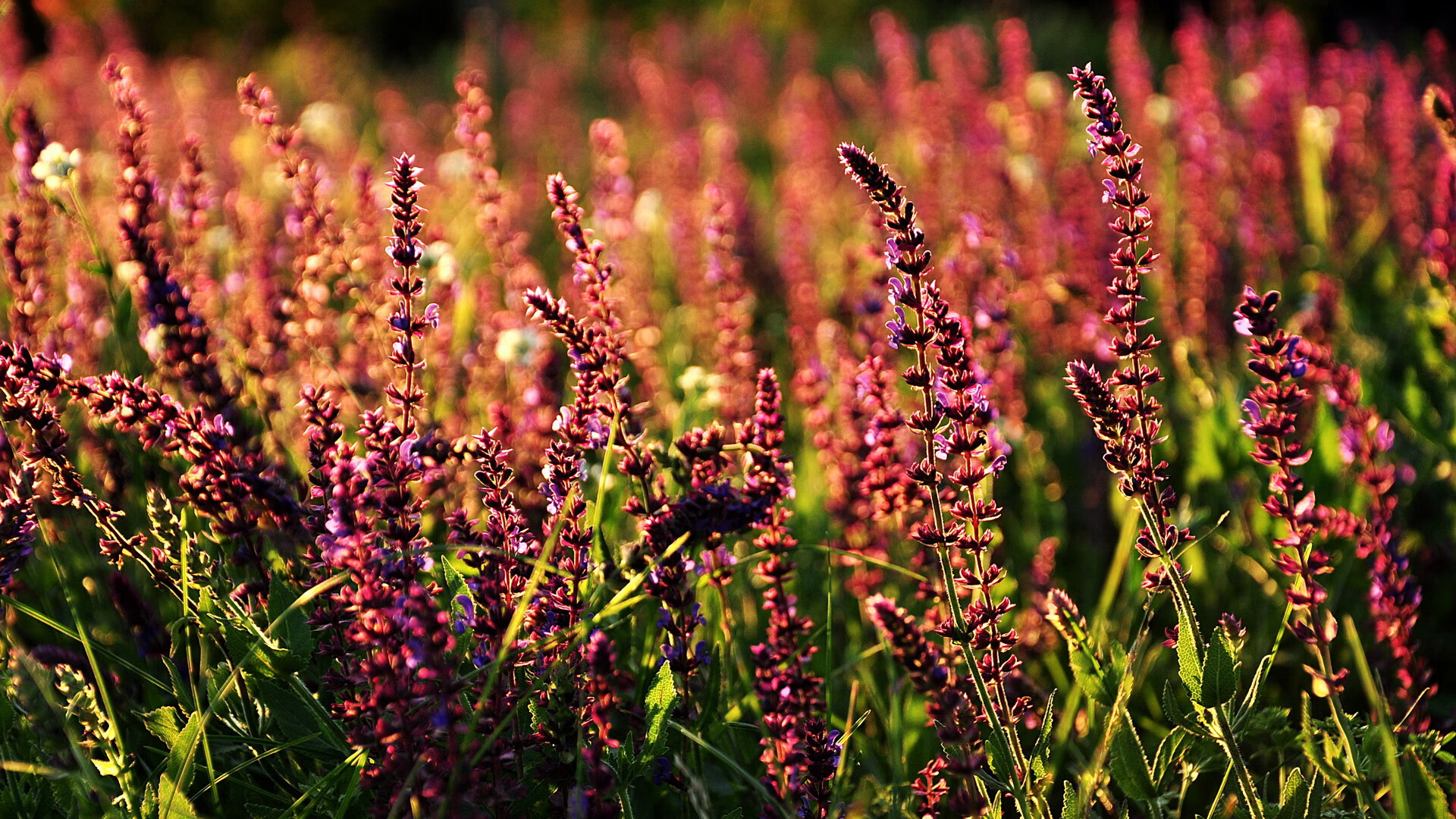 奥卡拉汉100米自由泳决赛表现无懈可击，奥卡拉汉州长