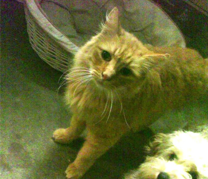 意甲传奇瞬间:个性表现成就永恒经典,意甲传奇门将