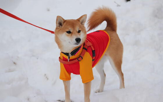 开云体育app-日本队在亚洲杯进展顺利，期待夺冠