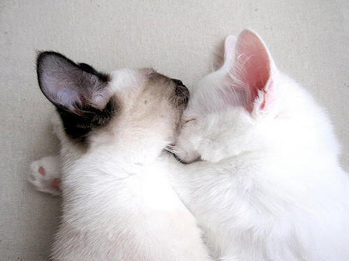 开云体育官网-朱婷赛场冷静指挥帮助队伍稳定阵脚，朱婷战术分析