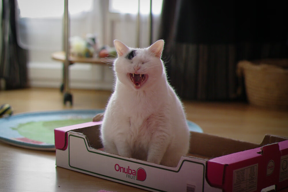 步行者主力表现稳定维持竞争力,步行者主力球员