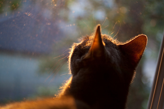 鹈鹕小将首次登场贡献全场最高得分，鹈鹕队小前锋