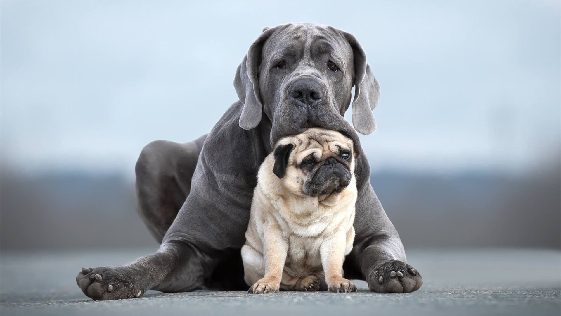 Green 领袖作用成团队核心力量，团队中领袖的作用